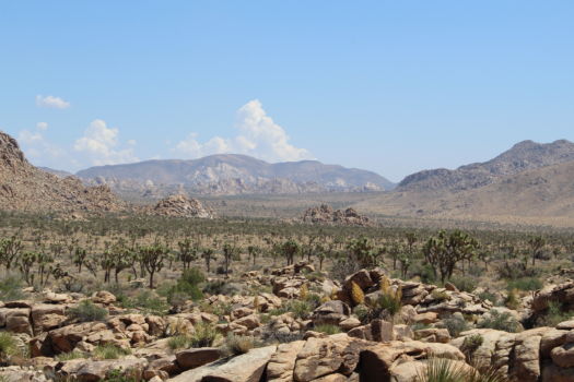 Image of Joshua Tree